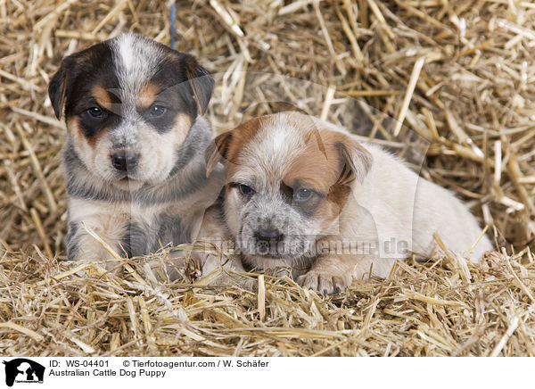 Australian Cattle Dog Puppy / WS-04401