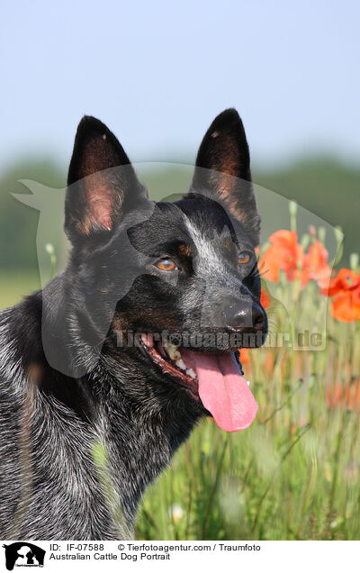 Australian Cattle Dog Portrait / Australian Cattle Dog Portrait / IF-07588