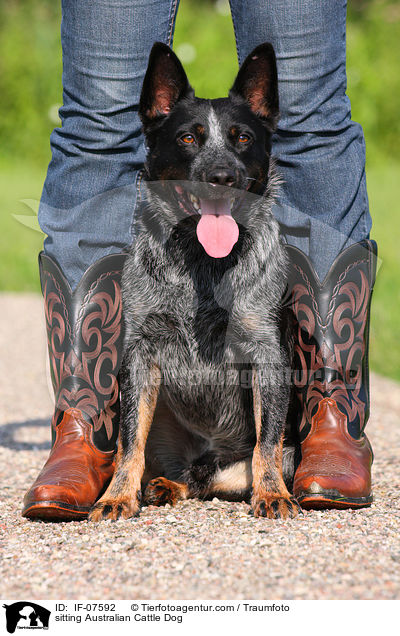 sitzender Australian Cattle Dog / sitting Australian Cattle Dog / IF-07592