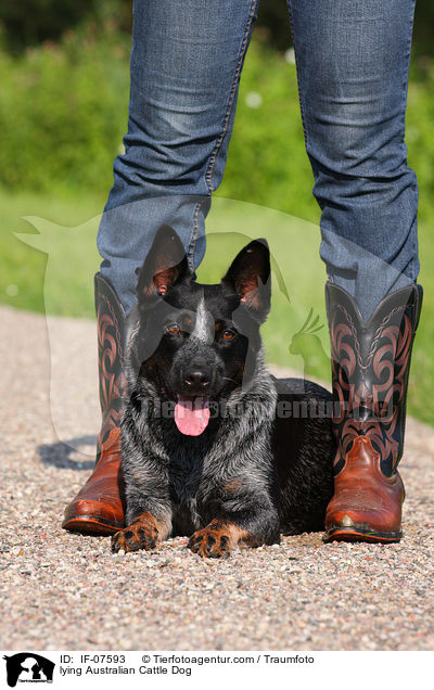 liegender Australian Cattle Dog / lying Australian Cattle Dog / IF-07593
