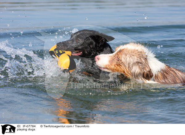 playing dogs / IF-07784