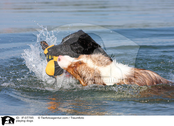 playing dogs / IF-07785