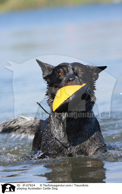 spielender Australian Cattle Dog / playing Australian Cattle Dog / IF-07824
