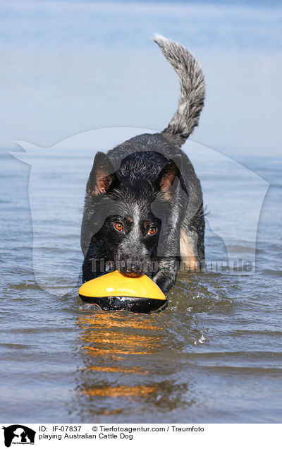spielender Australian Cattle Dog / playing Australian Cattle Dog / IF-07837