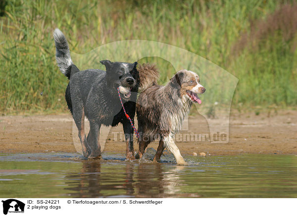 2 playing dogs / SS-24221