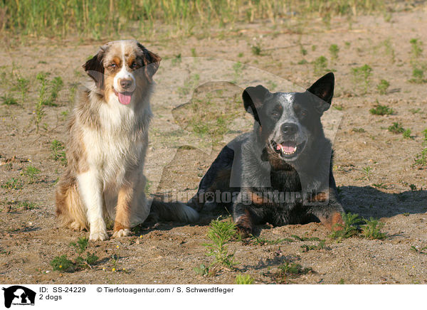 2 Hunde / 2 dogs / SS-24229