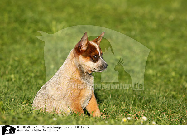 Australian Cattle Dog Welpe / Australian Cattle Dog Puppy / KL-07877