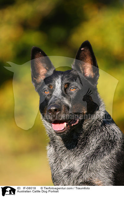 Australian Cattle Dog Portrait / Australian Cattle Dog Portrait / IF-08018