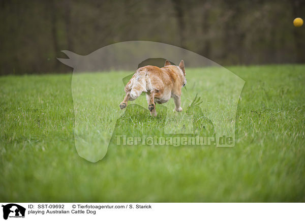 spielender Australian Cattle Dog / playing Australian Cattle Dog / SST-09692