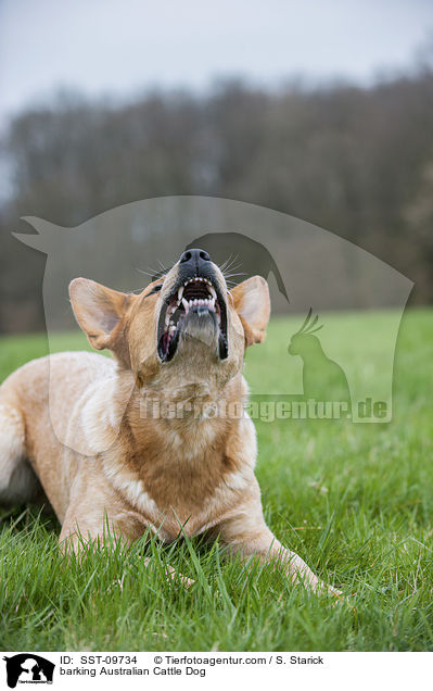 bellender Australian Cattle Dog / barking Australian Cattle Dog / SST-09734