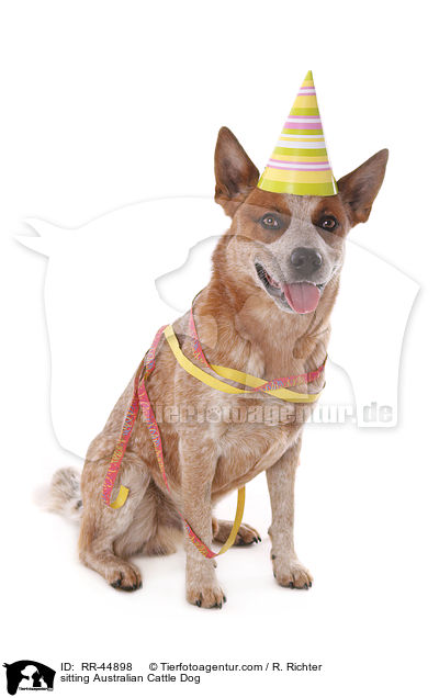 sitzender Australian Cattle Dog / sitting Australian Cattle Dog / RR-44898