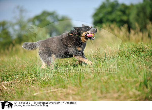 spielender Australian Cattle Dog / playing Australian Cattle Dog / YJ-06288