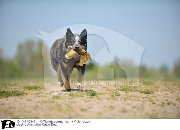 spielender Australian Cattle Dog / playing Australian Cattle Dog / YJ-10343