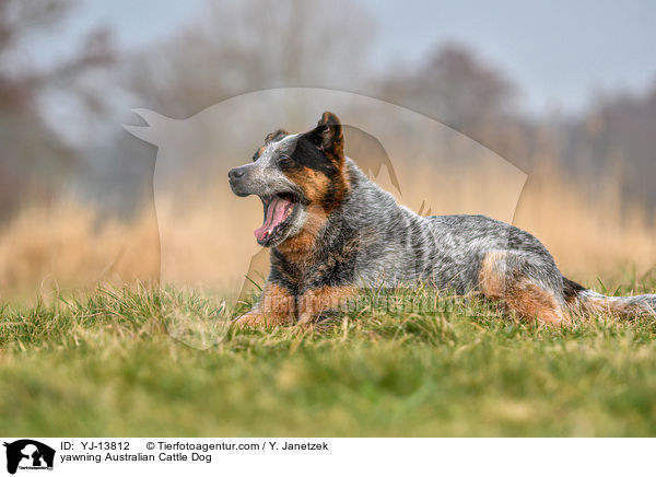 ghnender Australian Cattle Dog / yawning Australian Cattle Dog / YJ-13812