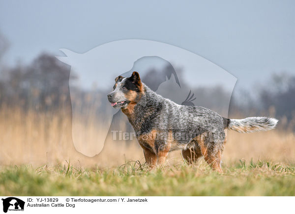 Australian Cattle Dog / Australian Cattle Dog / YJ-13829