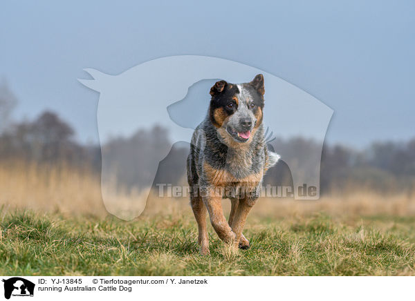 rennender Australian Cattle Dog / running Australian Cattle Dog / YJ-13845