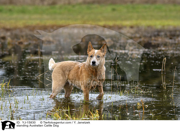 stehender Australian Cattle Dog / standing Australian Cattle Dog / YJ-15830