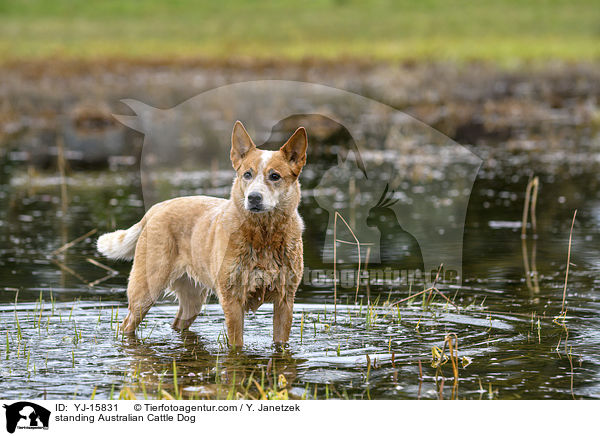 stehender Australian Cattle Dog / standing Australian Cattle Dog / YJ-15831