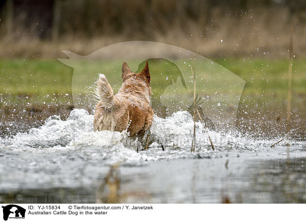 Australian Cattle Dog im Wasser / Australian Cattle Dog in the water / YJ-15834