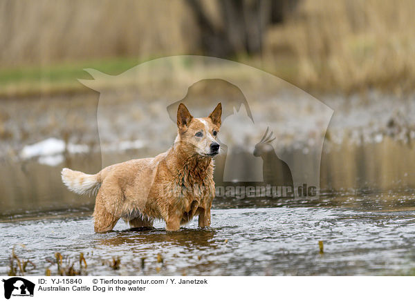 Australian Cattle Dog im Wasser / Australian Cattle Dog in the water / YJ-15840