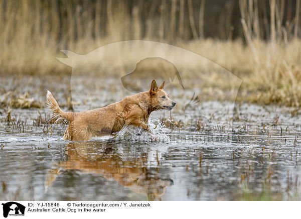 Australian Cattle Dog im Wasser / Australian Cattle Dog in the water / YJ-15846