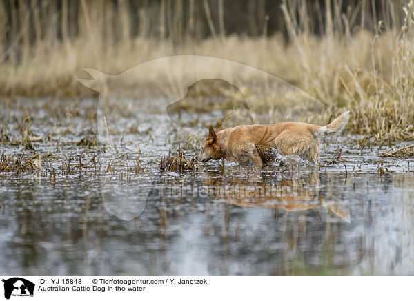 Australian Cattle Dog im Wasser / Australian Cattle Dog in the water / YJ-15848
