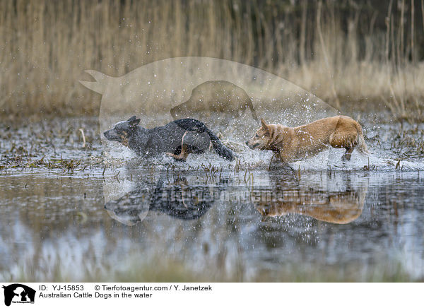 Australian Cattle Dogs im Wasser / Australian Cattle Dogs in the water / YJ-15853