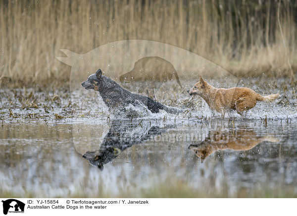 Australian Cattle Dogs im Wasser / Australian Cattle Dogs in the water / YJ-15854