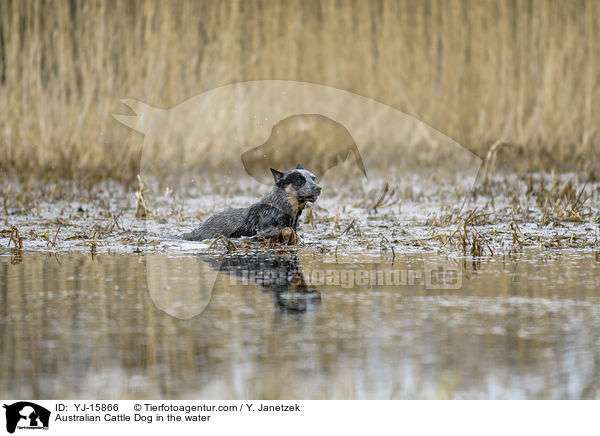 Australian Cattle Dog im Wasser / Australian Cattle Dog in the water / YJ-15866