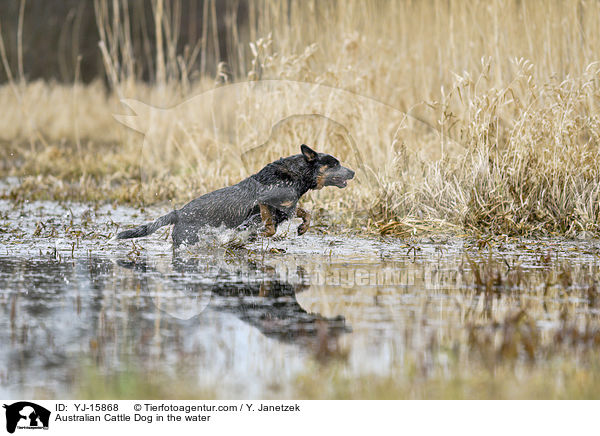 Australian Cattle Dog im Wasser / Australian Cattle Dog in the water / YJ-15868