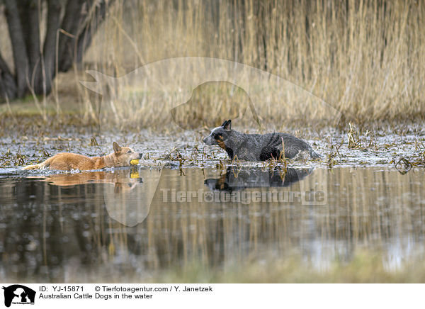 Australian Cattle Dogs im Wasser / Australian Cattle Dogs in the water / YJ-15871