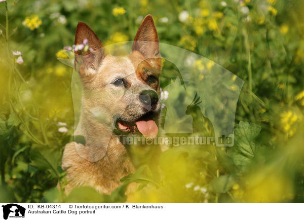 Australian Cattle Dog Portrait / Australian Cattle Dog portrait / KB-04314