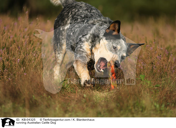 rennender Australian Cattle Dog / running Australian Cattle Dog / KB-04325