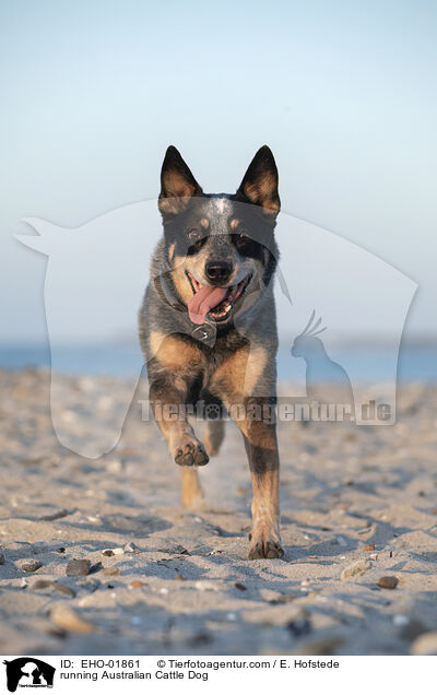 running Australian Cattle Dog / EHO-01861