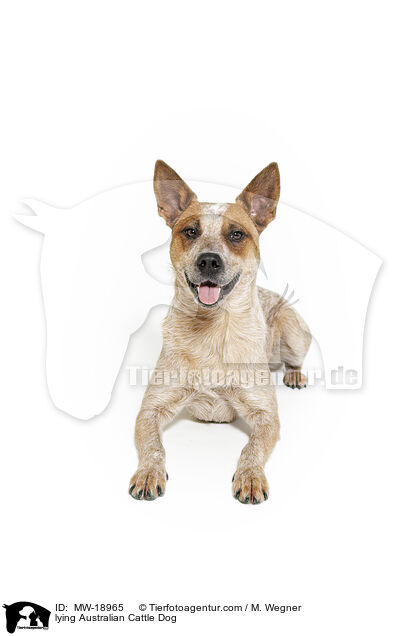liegender Australian Cattle Dog / lying Australian Cattle Dog / MW-18965