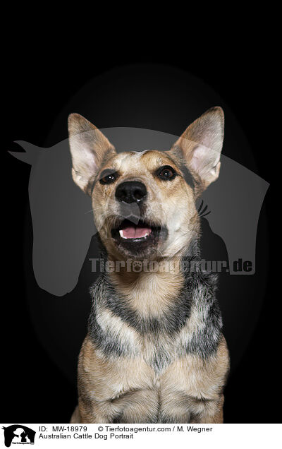 Australian Cattle Dog Portrait / Australian Cattle Dog Portrait / MW-18979