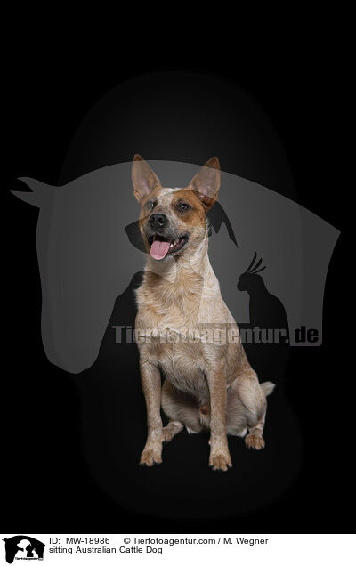 sitzender Australian Cattle Dog / sitting Australian Cattle Dog / MW-18986
