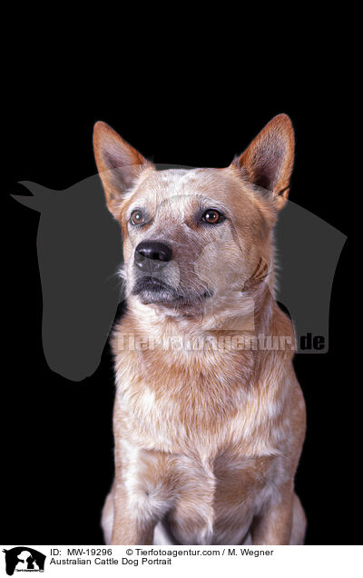 Australian Cattle Dog Portrait / Australian Cattle Dog Portrait / MW-19296