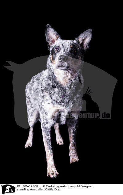 stehender Australian Cattle Dog / standing Australian Cattle Dog / MW-19308