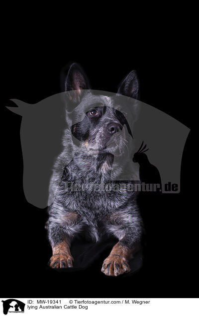 liegender Australian Cattle Dog / lying Australian Cattle Dog / MW-19341