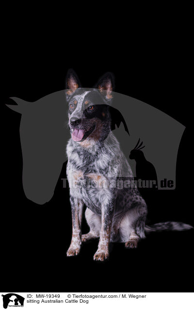 sitzender Australian Cattle Dog / sitting Australian Cattle Dog / MW-19349