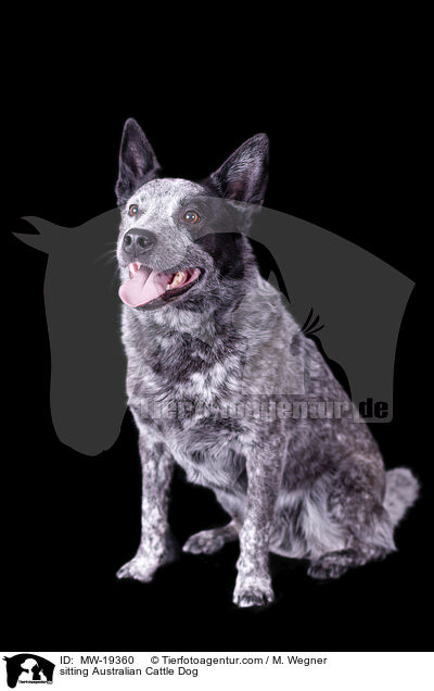 sitzender Australian Cattle Dog / sitting Australian Cattle Dog / MW-19360