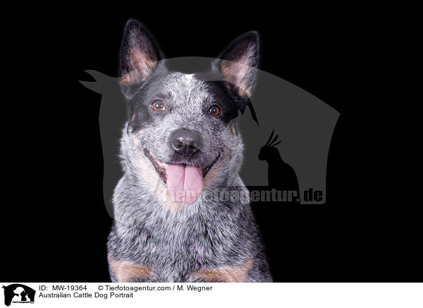 Australian Cattle Dog Portrait / Australian Cattle Dog Portrait / MW-19364