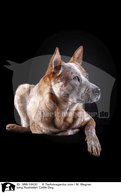 liegender Australian Cattle Dog / lying Australian Cattle Dog / MW-19430