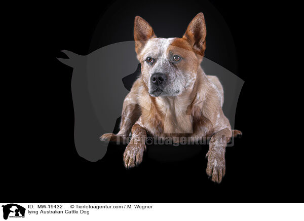 liegender Australian Cattle Dog / lying Australian Cattle Dog / MW-19432
