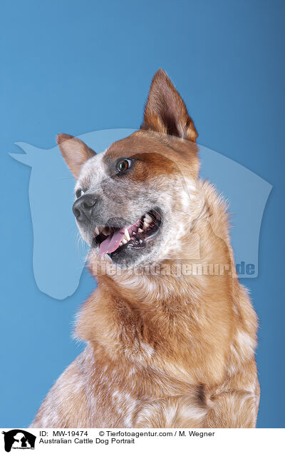 Australian Cattle Dog Portrait / Australian Cattle Dog Portrait / MW-19474