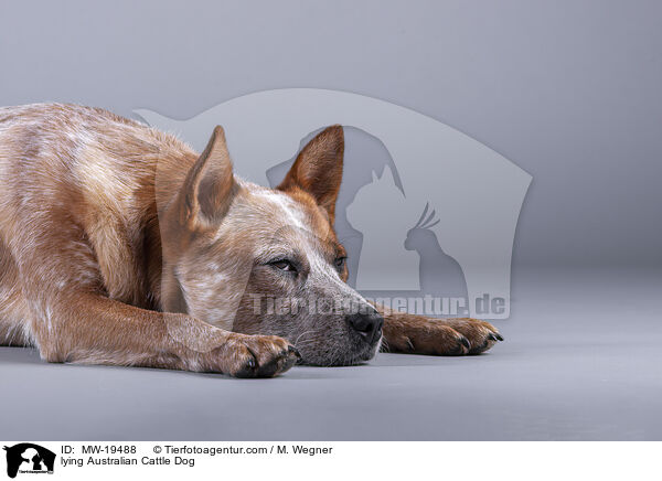 liegender Australian Cattle Dog / lying Australian Cattle Dog / MW-19488