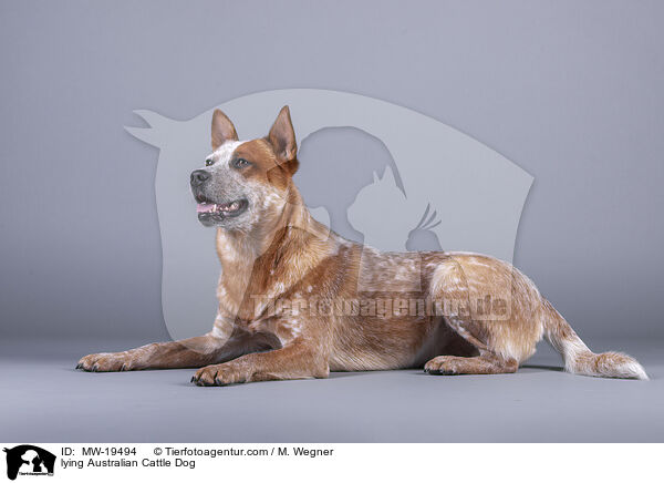 liegender Australian Cattle Dog / lying Australian Cattle Dog / MW-19494