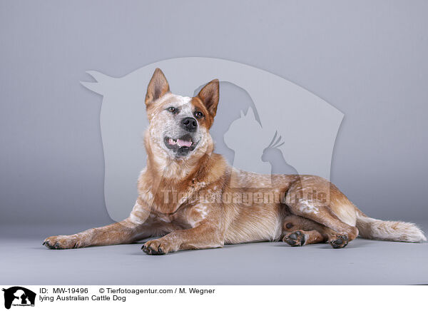 liegender Australian Cattle Dog / lying Australian Cattle Dog / MW-19496