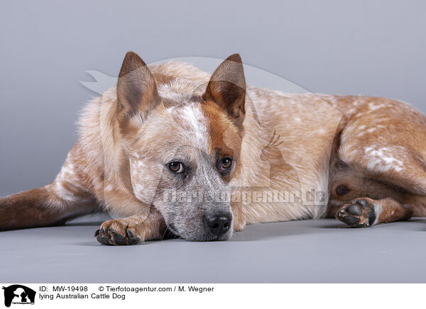 liegender Australian Cattle Dog / lying Australian Cattle Dog / MW-19498